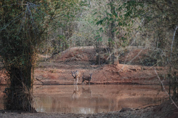 istock Sambar deer (Rusa unicolor) family drinking water from pond 1156256417