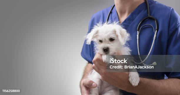 Veterinarian Doctor Examining A Maltese Puppy Stock Photo - Download Image Now - Veterinarian, Dog, Medical Exam