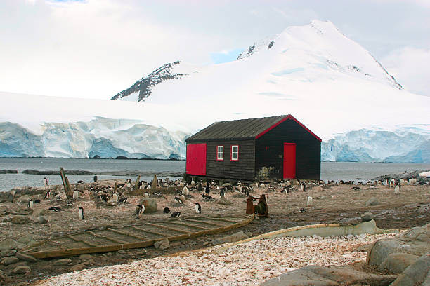 Small cottage in Port Lockroy, Antarctica Small house in British Antarctic base Port Lockroy surrounded with penguins houses in antarctica stock pictures, royalty-free photos & images