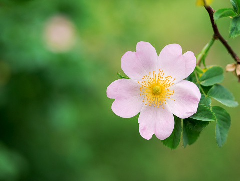 Rugosa rose, Rosa rugosa, also known as beach rose or Japanese rose, with pink flower in spring, Netherlands