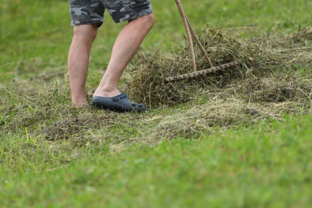 istock Farmer use traditional rakes to rake hay on meadow 1156260531