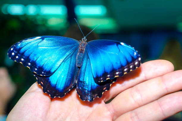 istock bright blue big butterfly sits spread its wings on a human open 1156260623