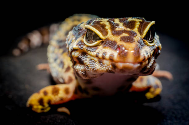 istock head of a lizard closeup on a dark background 1156260745
