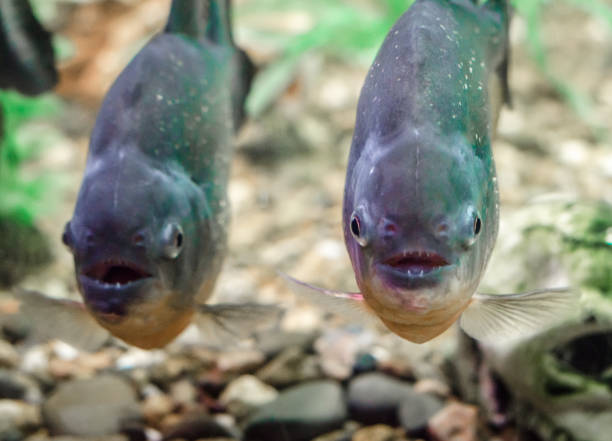 istock two piranha fish in water close up 1156261013