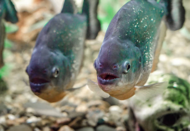 Sharp teeth Piranha from Amazon jungle river, Brazil
