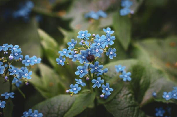 istock Forget-me-not flower. Summer bloom. Bokeh effect. Close-up. 1156262351