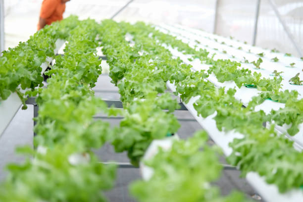 istock lettuce vegetable growing in hydroponic farm 1156263179