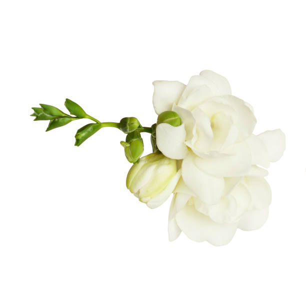 istock White freesia flower and buds 1156263232