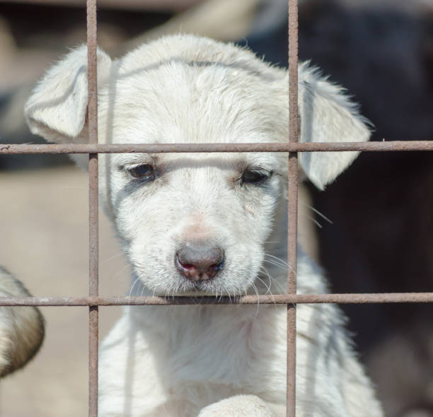 istock purebred white puppy in a  cage 1156263467