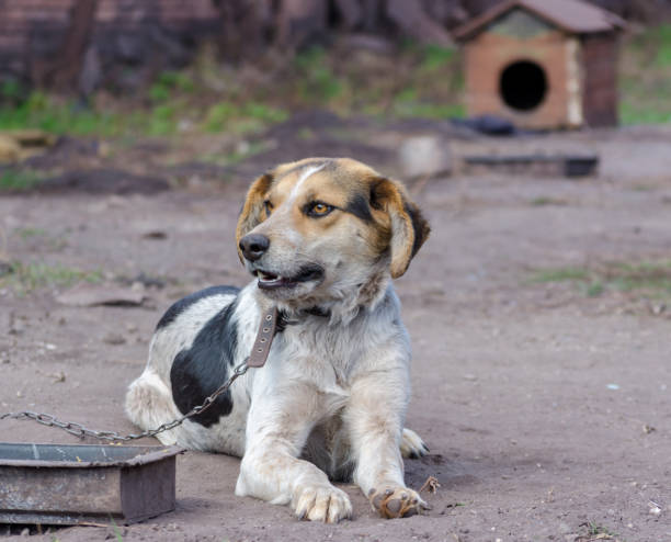 istock Pinto Chain Dog Smiles Against a Booth 1156263707