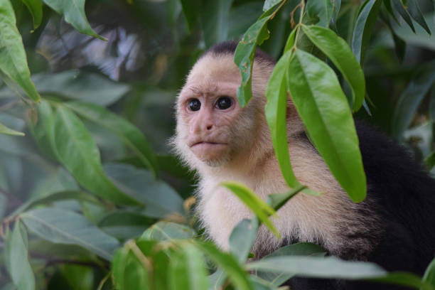 Free Stock Photo of A monkey with white hair | Download Free Images and ...