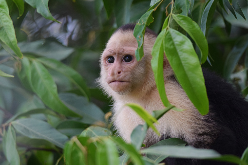 White Faced Capuchin Monkey

Please view my portfolio for other wildlife photos.
