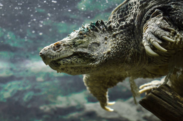 istock big cayman turtle swims underwater close up 1156263812