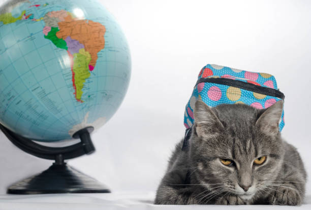 istock back to school a gray tabby-colored cat with orange eyes and a b 1156263819
