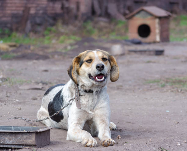 istock Pinto Chain Dog Smiles Against a Booth 1156264544