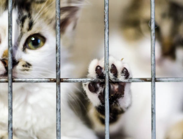 istock cat's paw on the cage and kittens in blur 1156264947
