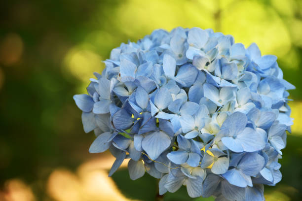istock Image photo of hydrangea up 1156265040