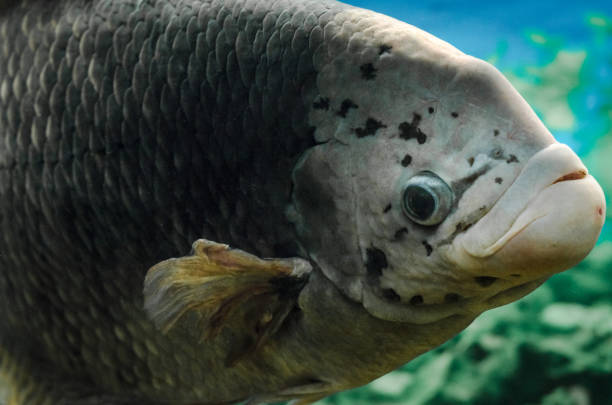 istock big live fish underwater close up 1156266133