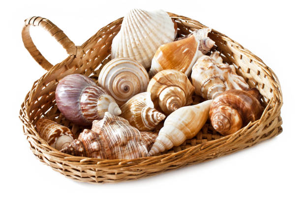 Various sorts of mussels in a basket close up