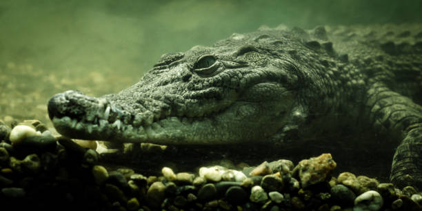istock crocodile alligator under water close up 1156266307