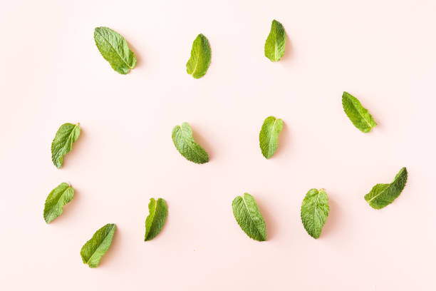 plano de hojas frescas de menta verde sobre fondo rosa - mint leaf peppermint green fotografías e imágenes de stock