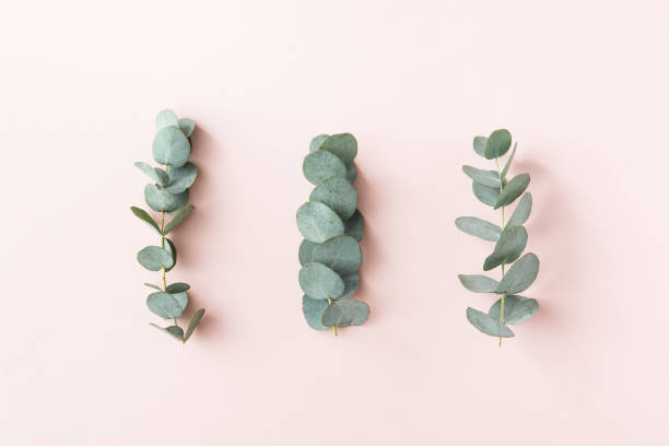 Top view of green leaves eucalyptus frame on pink background. flat lay