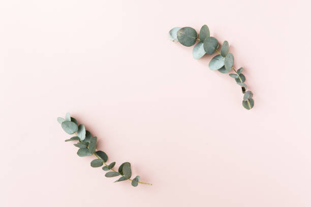 istock Top view of green leaves eucalyptus frame on pink background. flat lay 1156266691