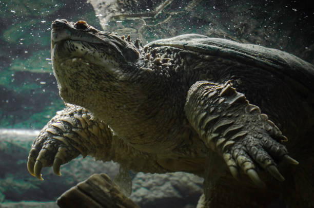 istock big cayman turtle swims underwater close up 1156267584
