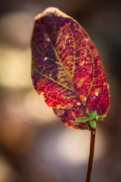 istock beautiful close up of red leaf with venation in blurred background 1156267710