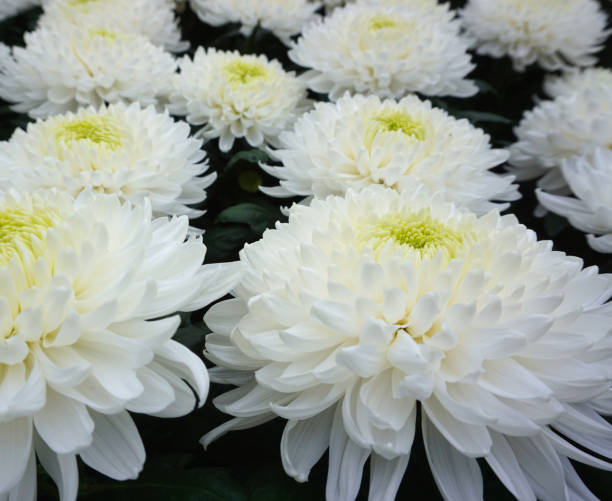 istock White Chrysanthemum flowers background 1156267763