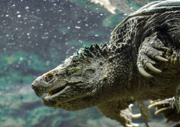 istock large cayman turtle with open mouth swims under water close up 1156268023