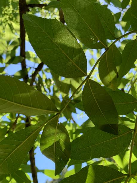 istock Branch with green leaves 1156268114