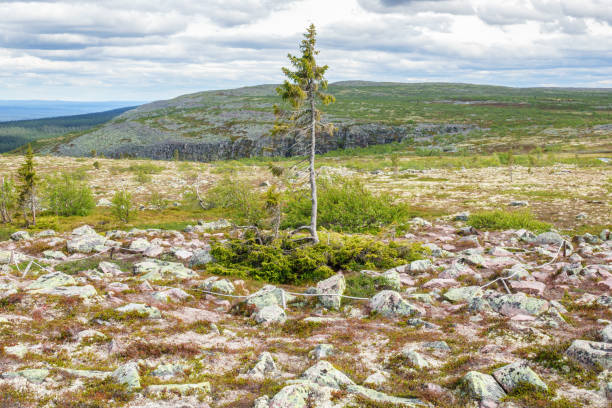 Old Tjikko the world's oldest tree.