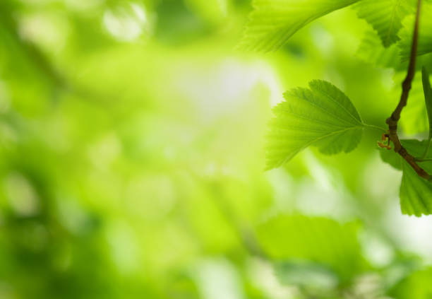 istock Closeup of nature green leaf and sunlight with greenery blurred background use as decoration ecology environment , fresh wallpaper concept. - Image 1156269507