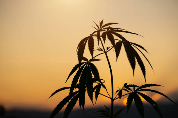 Cannabis silhouette at sunset, marijuana grows in the field, marijuana farm, Cannabis silhouette at sunset, marijuana grows in the field, marijuana farm, healthy marijuana cannabis plant growing in a garden stock pictures, royalty-free photos & images