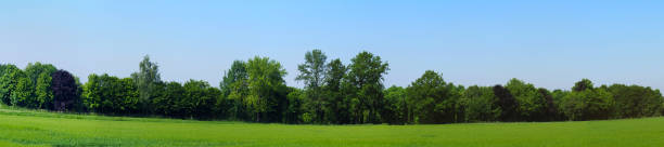 istock panorama photo of different types of trees 1156269749