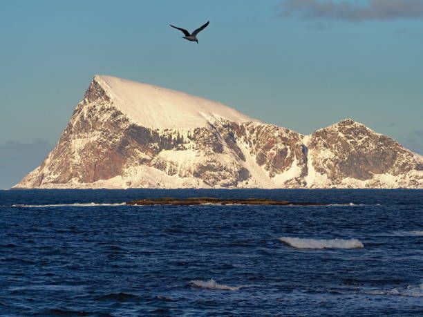 istock Haja island with seagull 1156269767