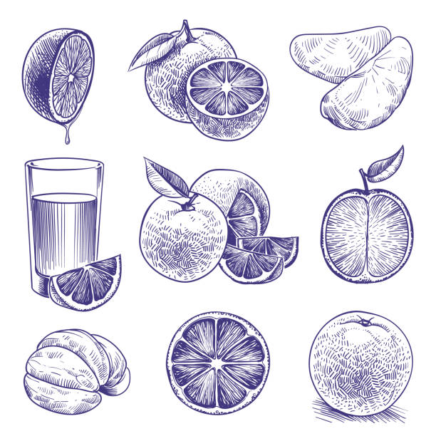 ilustrações de stock, clip art, desenhos animados e ícones de sketch orange. drawing engraved oranges, botanical citrus, flower and leaves. tropical juice label packaging. vector doodle set - fruit freshness tree foods and drinks