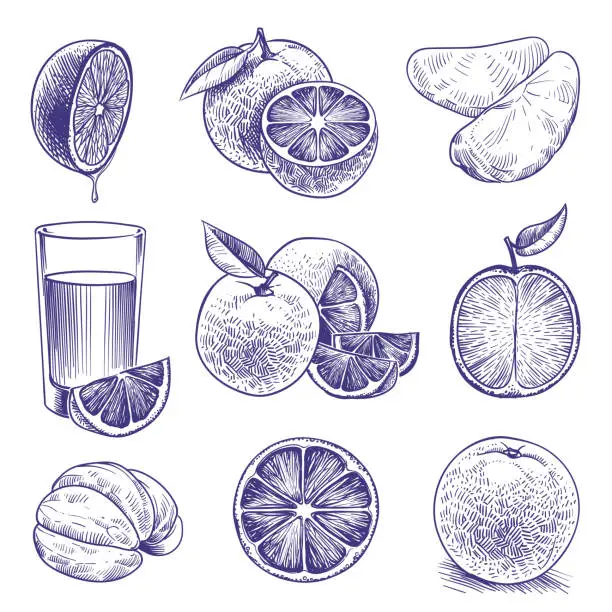 Vector illustration of Sketch orange. Drawing engraved oranges, botanical citrus, flower and leaves. Tropical juice label packaging. Vector doodle set