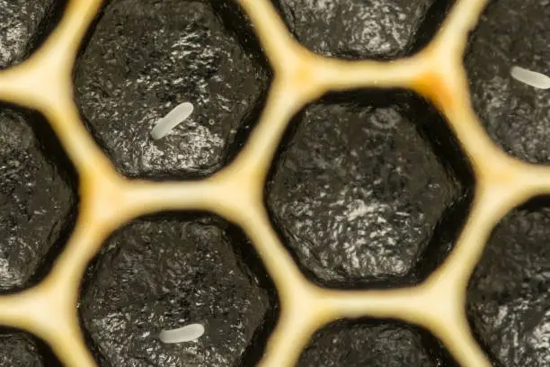 A close up of a Honey Bee Eggs laid in cells of the honeycomb.