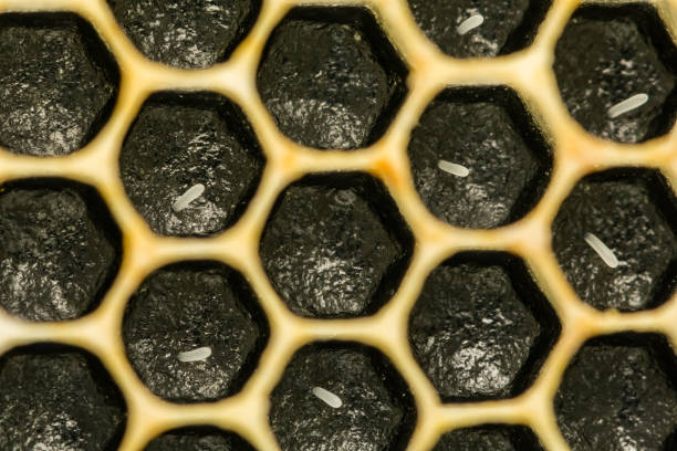 Honey Bee Eggs stock photo