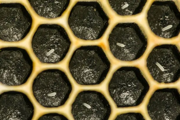 A close up of a Honey Bee Eggs laid in cells of the honeycomb.