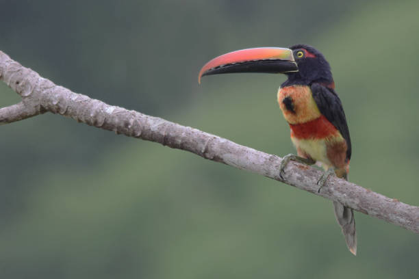 istock Fiery-Billed Aracari Toucan 1156271045