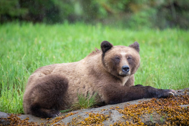 istock Grizzly Bear in the rain resting on a log in Canada's Great Bear Rainforest 1156271338