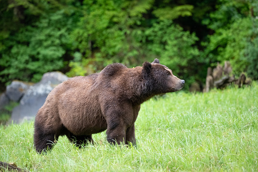 Brown Bear, Ursus arctos, Khutzeymateen Provincial Park, British Columbia, Canada