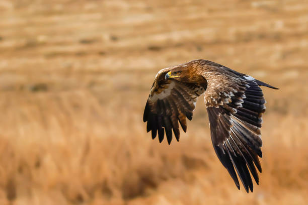 steppe eagle steppe eagle in flight lough erne photos stock pictures, royalty-free photos & images