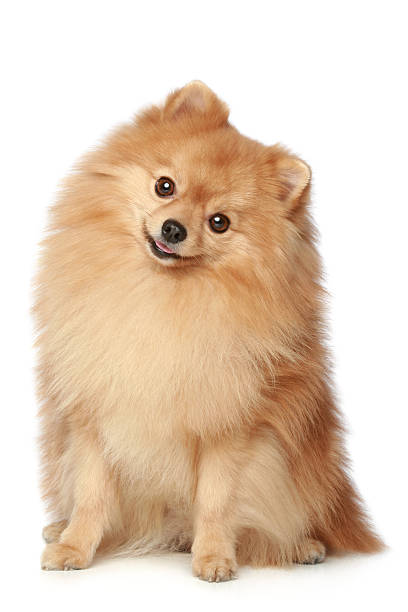 Funny Spitz dog sits on a white background Ridiculous spitz dog sits on a white background spitz type dog stock pictures, royalty-free photos & images