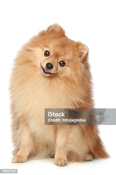 Funny Spitz Dog Sits On A White Background Stock Photo - Download Image Now - Pomeranian, Spitz-Type Dog, Dog