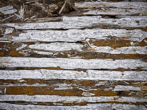 Close-up gray grunge old board wall texture background with moss