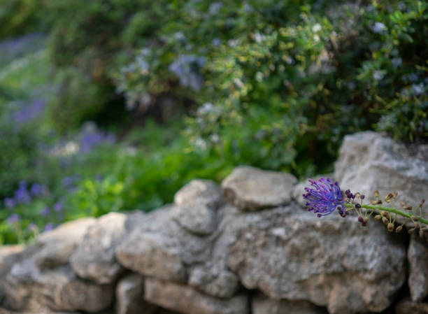 Springtime blossoms in Provence